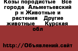 Козы породистые - Все города, Альметьевский р-н Животные и растения » Другие животные   . Курская обл.